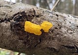 Tremella mesenterica Goldgelber Zitterling
