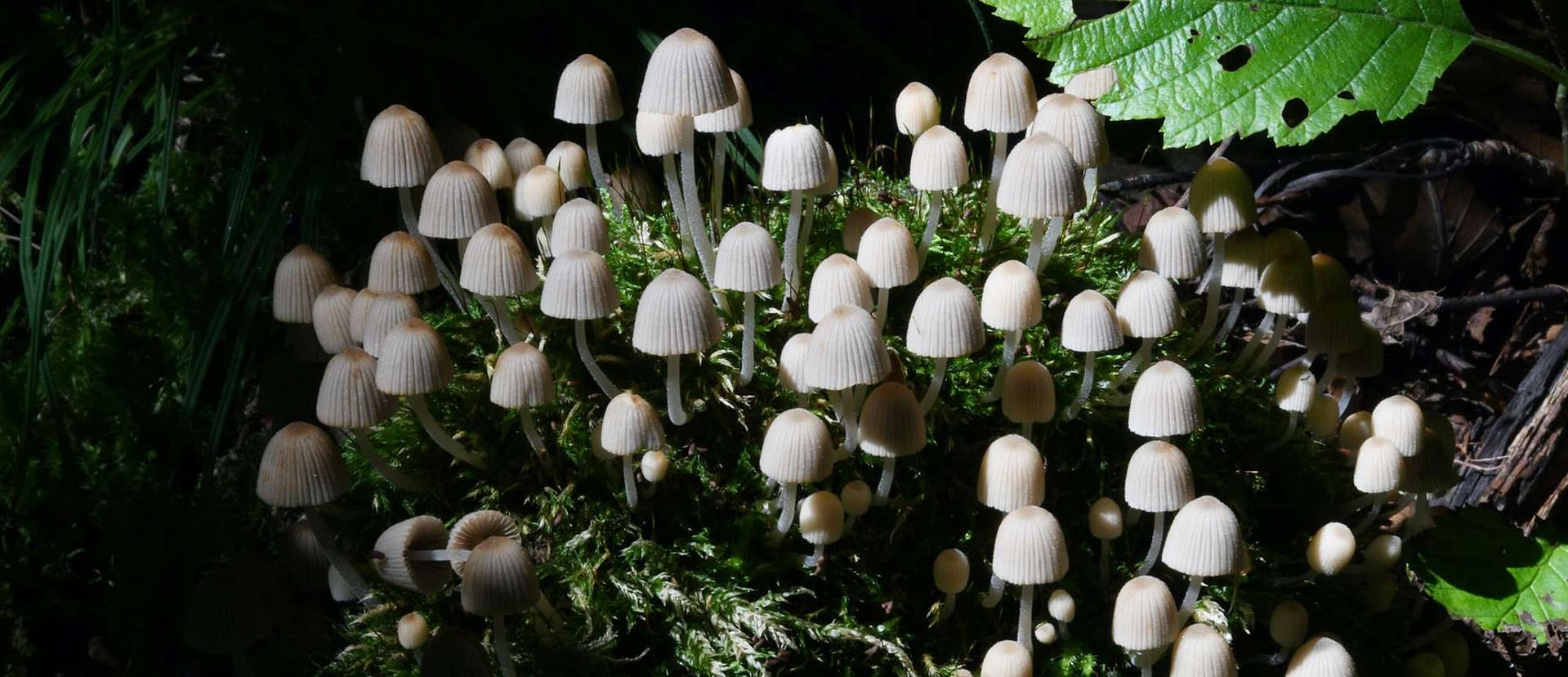 Coprinus disseminatus (Coprinaceae - Tintlingsverwandte) - Gesa