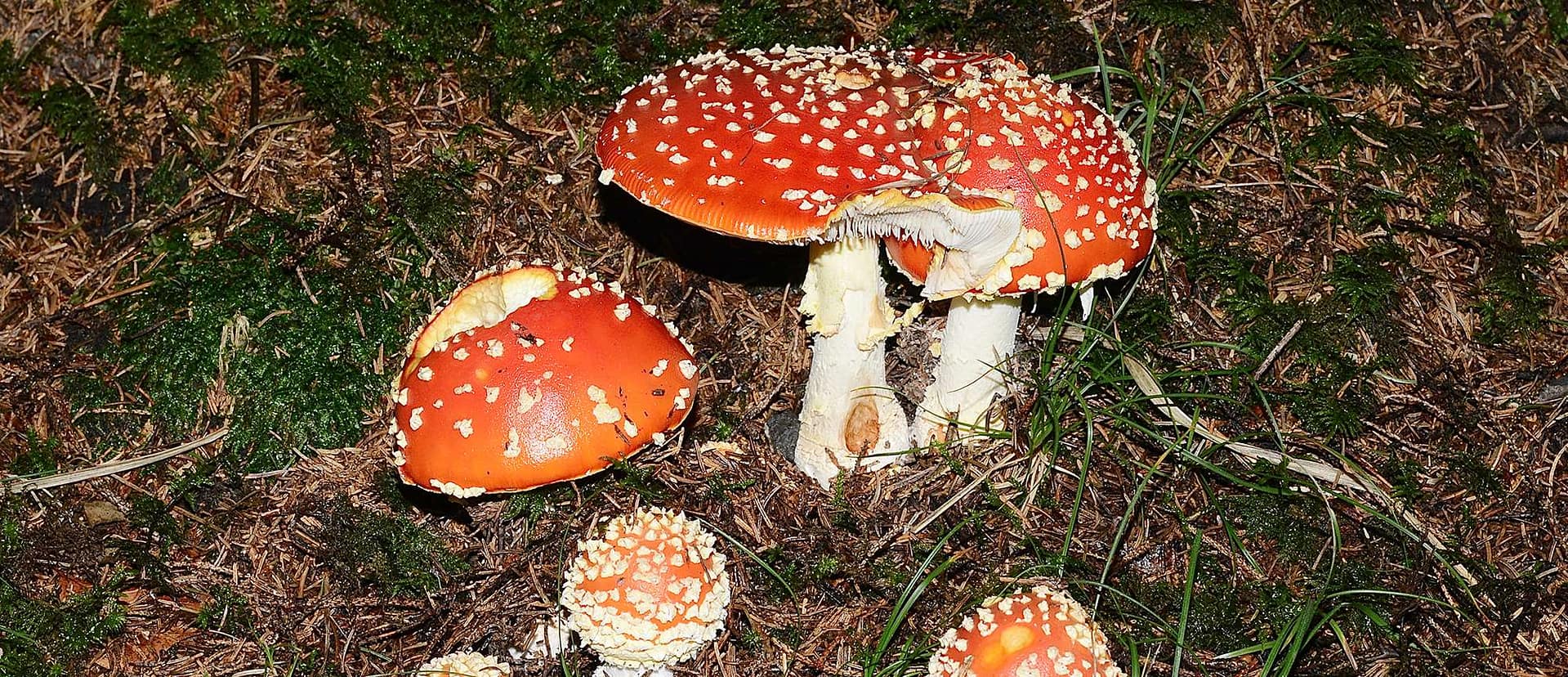 Amanita muscaria (L.) Lam. (Amanitaceae - Wulstlingsverwandte) -