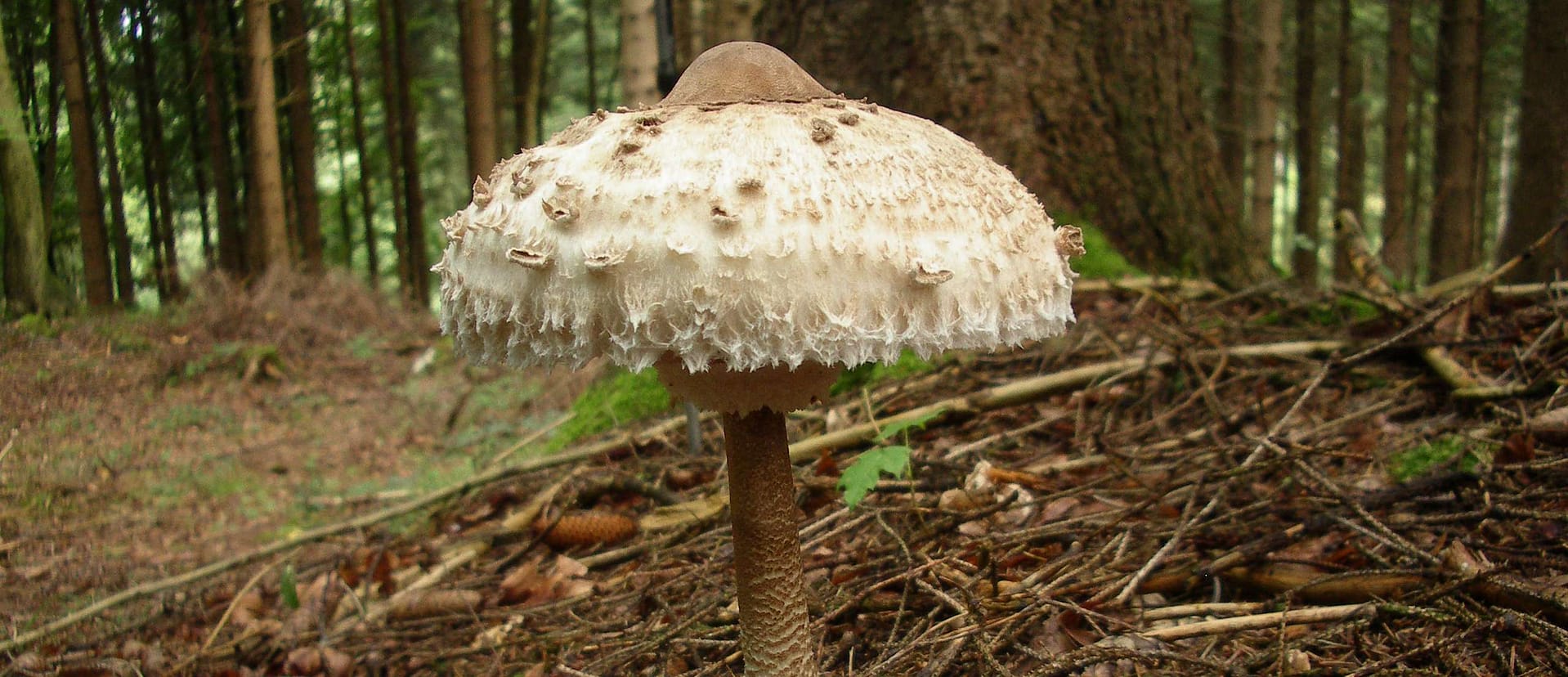 Macrolepiota procera ©kevenhörster