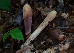 Clavariadelphus pistillaris Herkules-Riesenkeule, Große Herkuleskeule