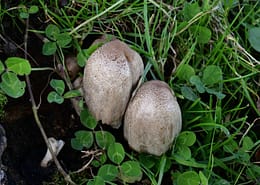 Coprinopsis atramentaria var. romagnesiana - Grauer Faltentintling (braunschuppige Varietät)