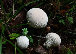 Lycoperdon mammiforme Flocken-Stäubling