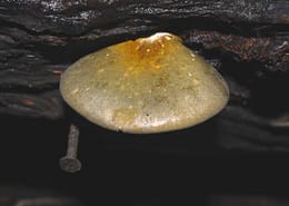 Panellus serotinus Gelbzottiger Zwergknäueling, Gelbstieliger Muschelseitling
