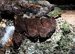 Cosmospora coccinea (Schillerporling-Pustelpilz()