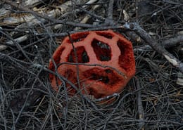 Clathrus ruber Scharlachroter Gitterling