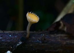 Cyathicula coronata, Gekrönter Stängelbecherling
