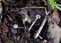 Entoloma dysthales, Dunkelblättriger Haar-Rötling