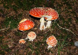 Amanita muscaria Fliegenpilz