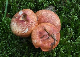Cortinarius bolaris Rotschuppiger Schleierling
