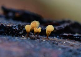 Hemitrichia clavata Gelber Scheinhaarstäubling, Gelbes Schleimkeulchen