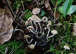 Psathyrella pygmaea Zwergiger Faserling, Büscheliger Zwergfaserling