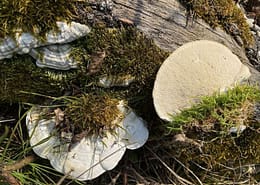 Trametes gibbosa Buckel-Tramete, Radiärporige Buchen-Tramete