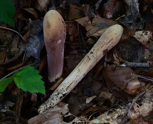 Clavariadelphus pistillaris Herkules-Riesenkeule, Große Herkuleskeule