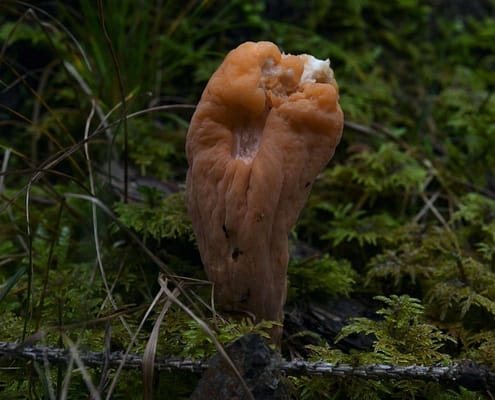 Clavariadelphus truncatus Abgestutzte Riesenkeule Abgestutzte Herkuleskeule