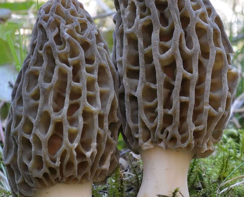 Morchella deliciosa