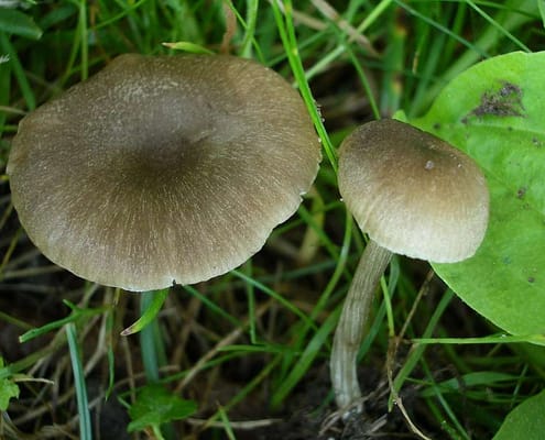 Entoloma indutoides var. griseorubidum