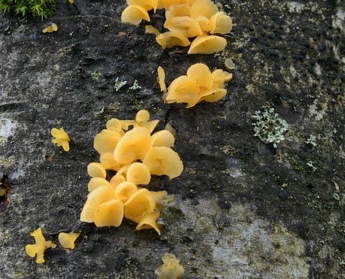 Guepiniopsis buccina Becherförmiger Haargallertpilz, Schnallenloser Haargallertpilz