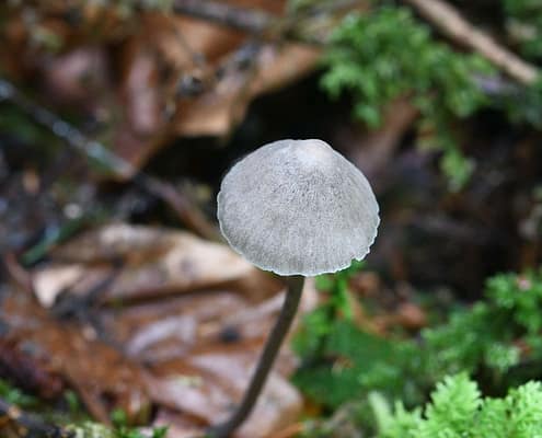 Mycena aetites Graublättriger Wiesen-Helmling, Rußfarbener Wiesen-Helmling