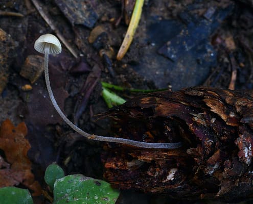 Mycena amicta Geschmückter Helmling