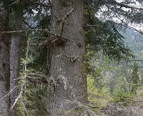 Phellinus hartigii