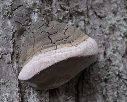 Phellinus hartigii