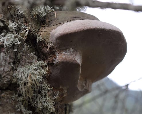 Phellinus hartigii