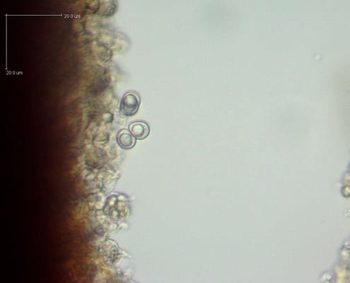 Phellinus hartigii