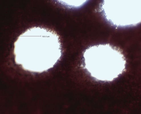 Phellinus hartigii