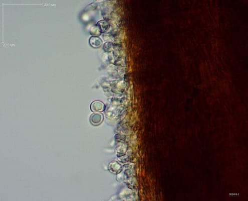 Phellinus hartigii
