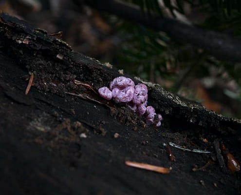 AAscocoryne cylichnium, Großsporiger Gallertbecher