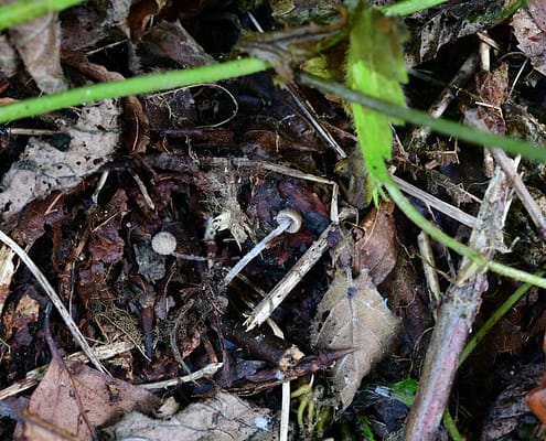 Entoloma dysthales, Dunkelblättriger Haar-Rötling