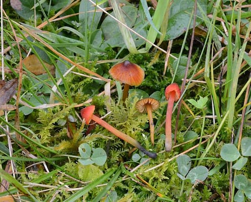 Hygrocybe conica var. conicopalustris, Schwärzender Saftling (Feuchtstellen-Varietät)