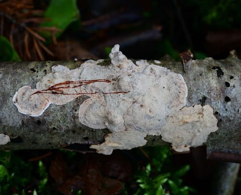 Stereum rugosum, Blutender Laubholz-Schichtpilz, Rötender Runzel-Schichtpilz