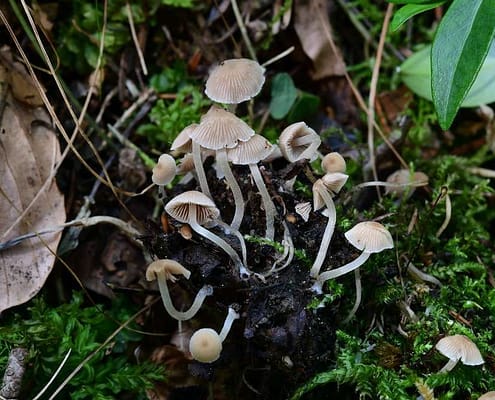 Psathyrella pygmaea Zwergiger Faserling, Büscheliger Zwergfaserling